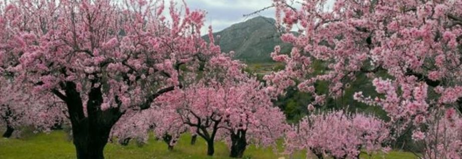 La Vall de Pop - Marina Alta